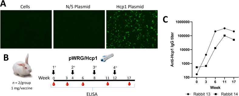 Figure 1