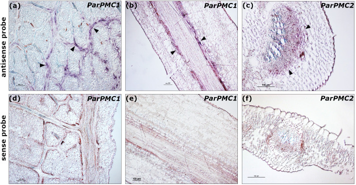 Figure 2
