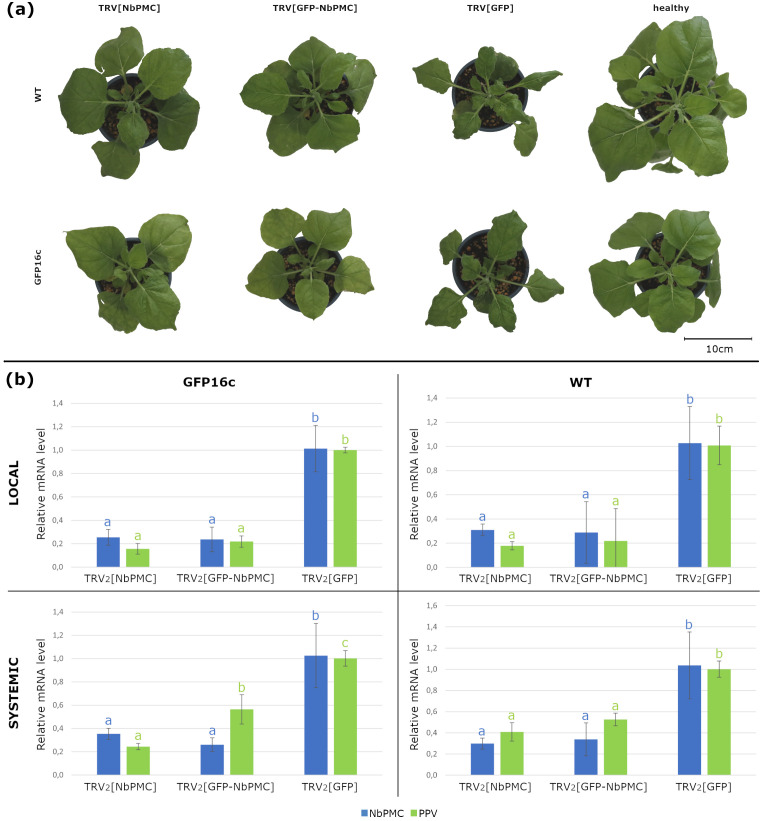 Figure 6