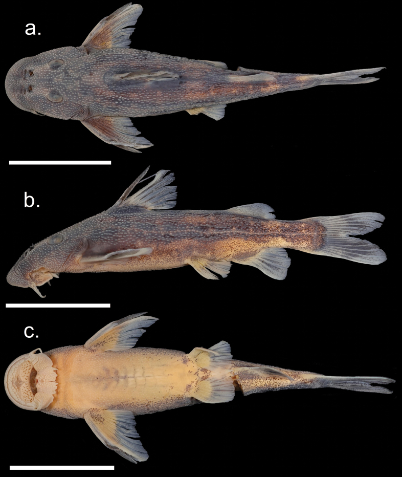 Figure 7