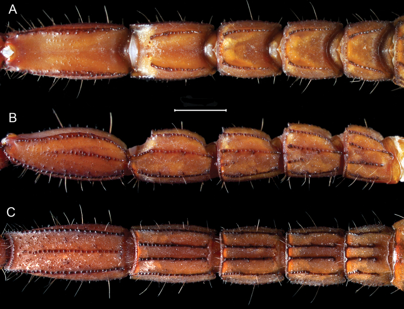 Figure 17