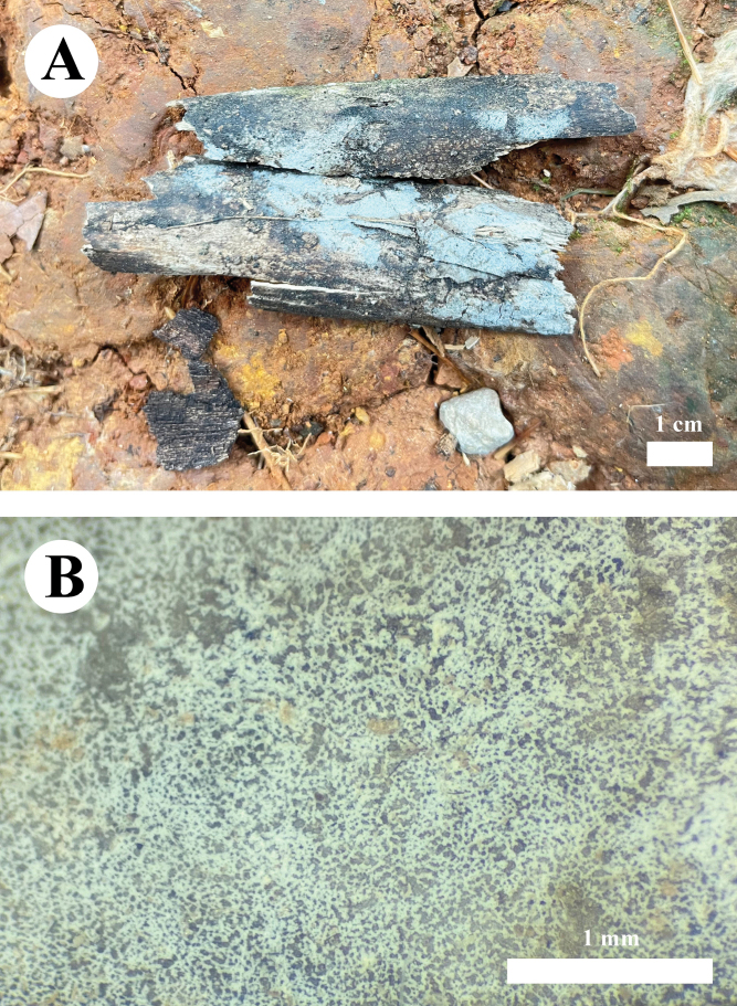 Figure 9