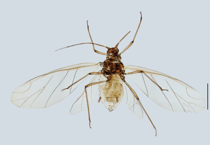Figure 7