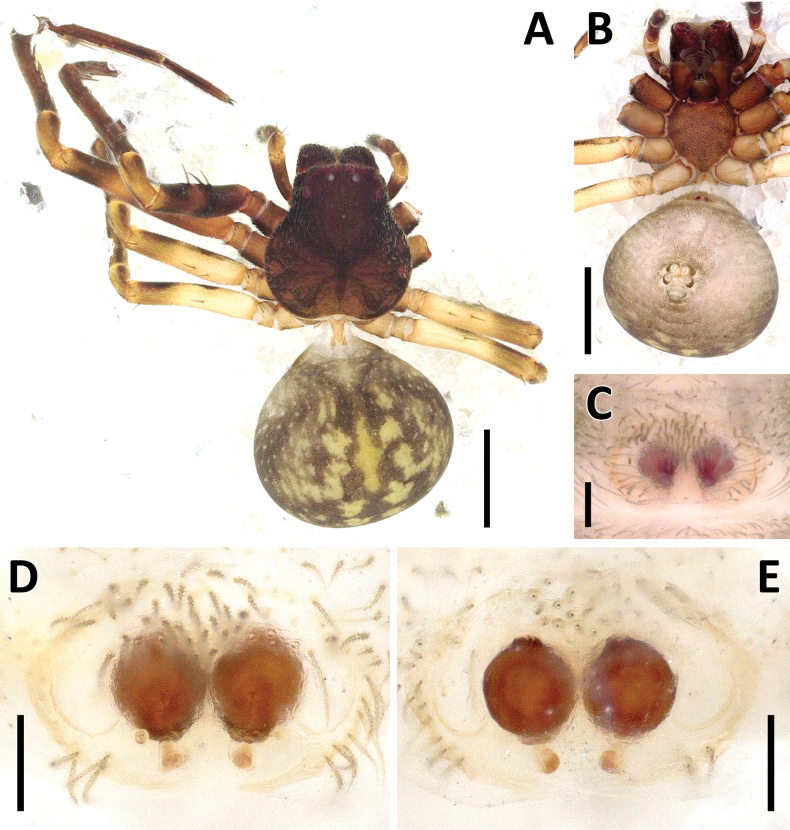 Figure 12