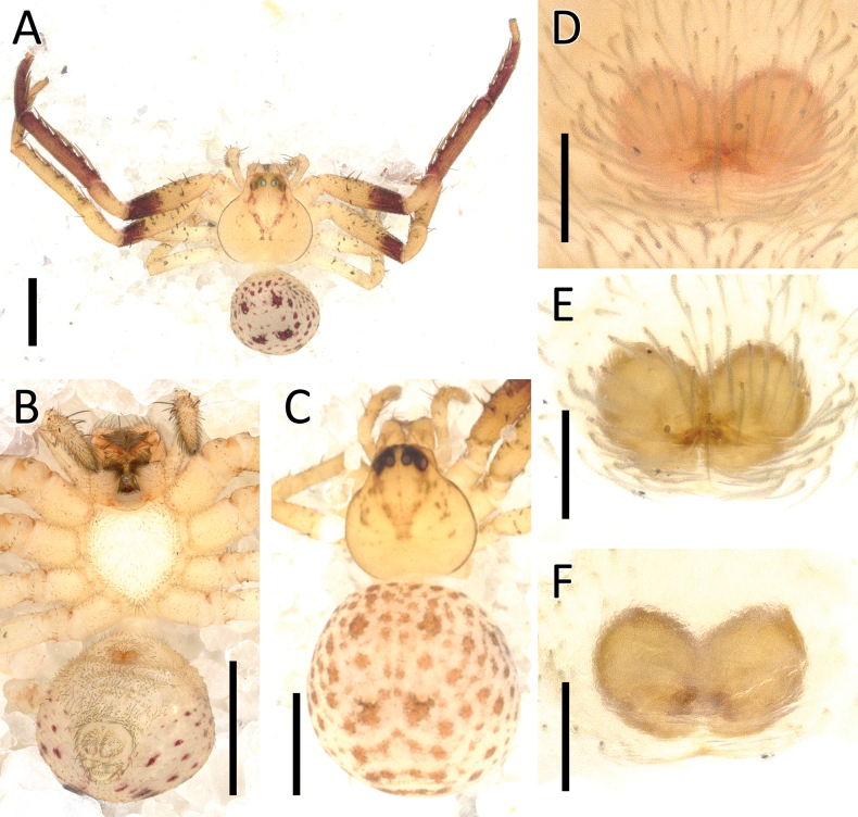 Figure 19