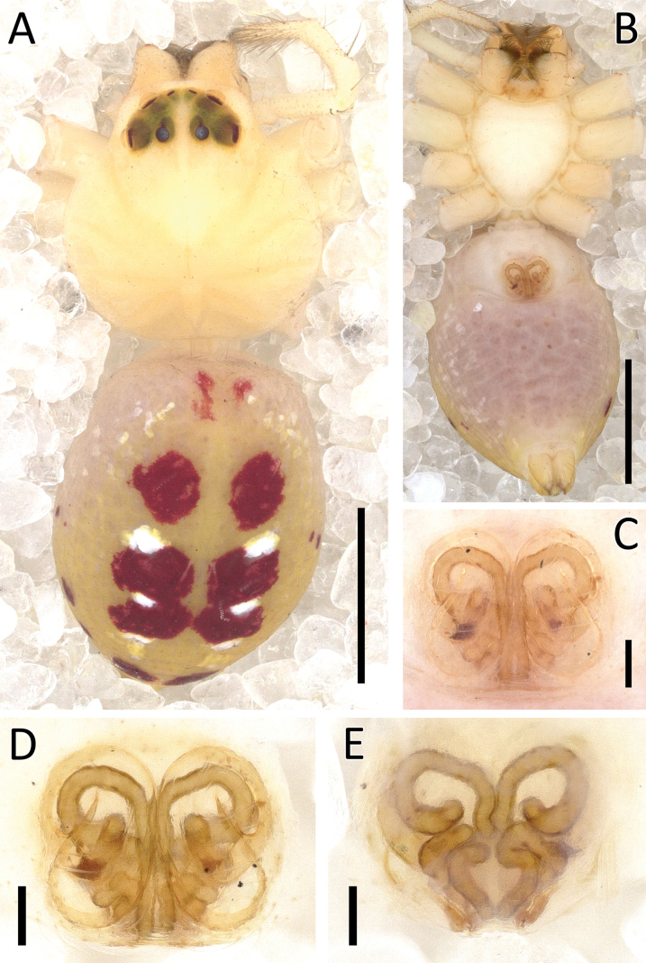 Figure 24