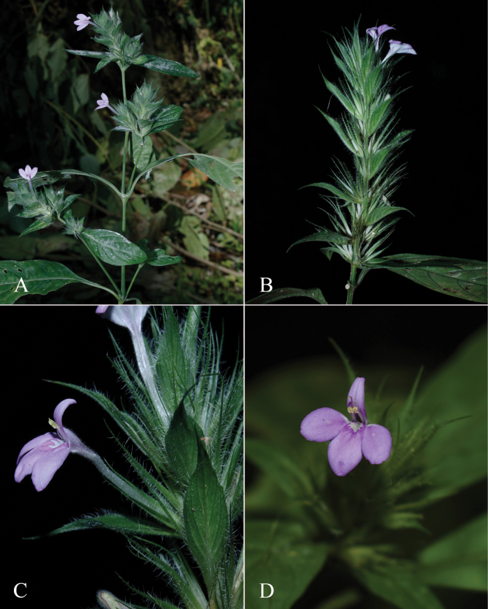 Figure 17