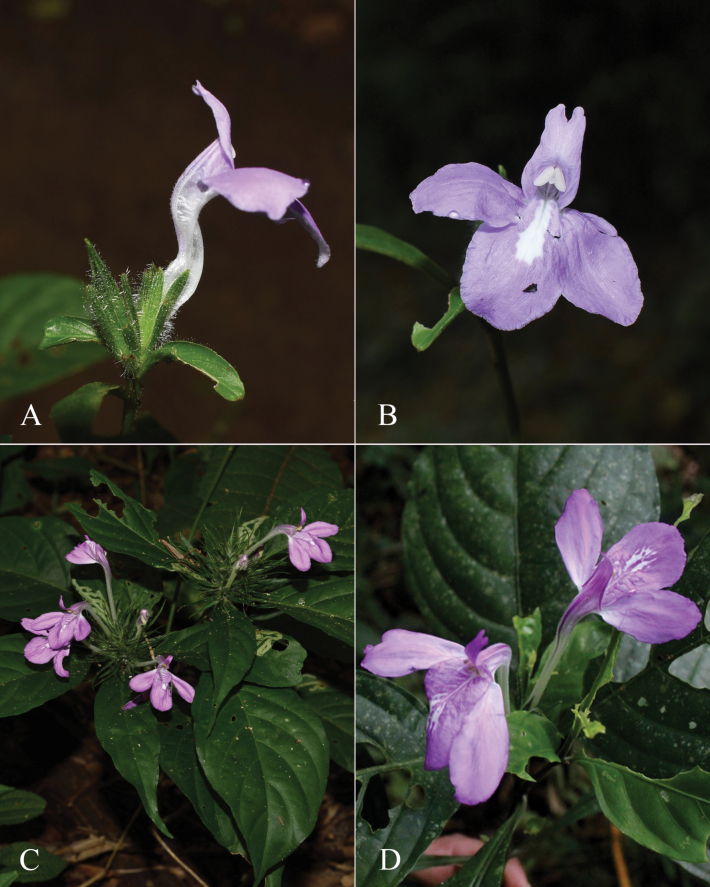 Figure 20