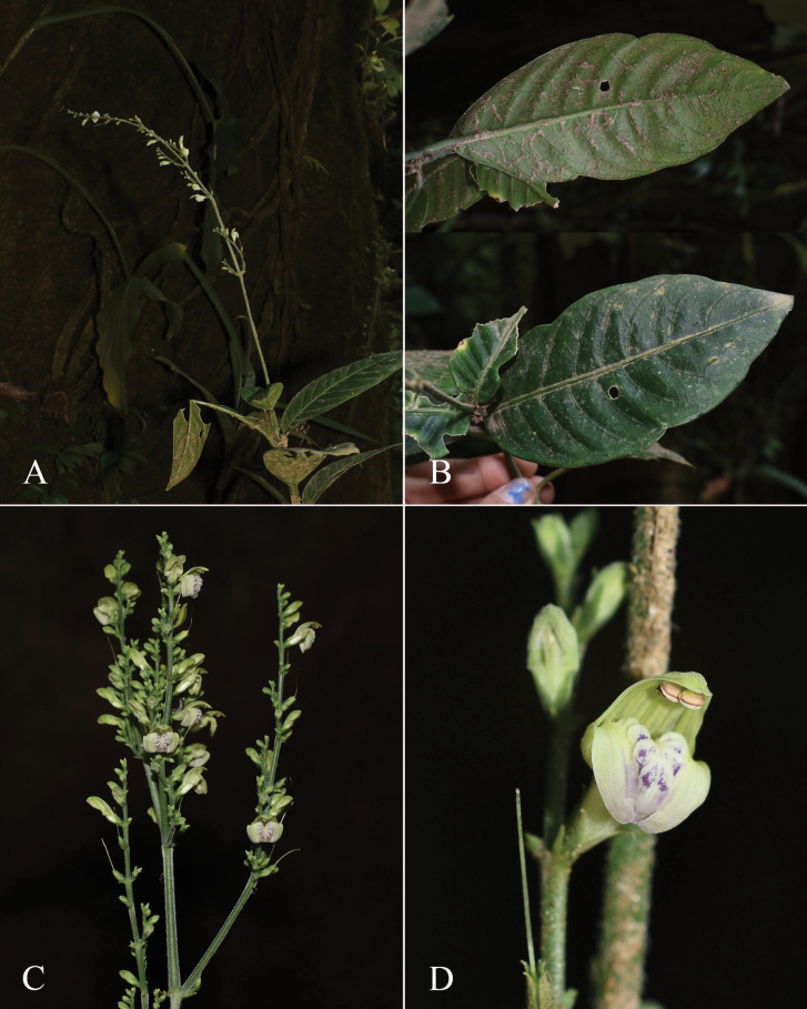 Figure 27