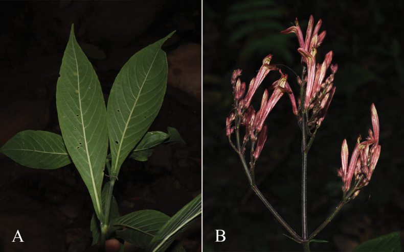 Figure 28