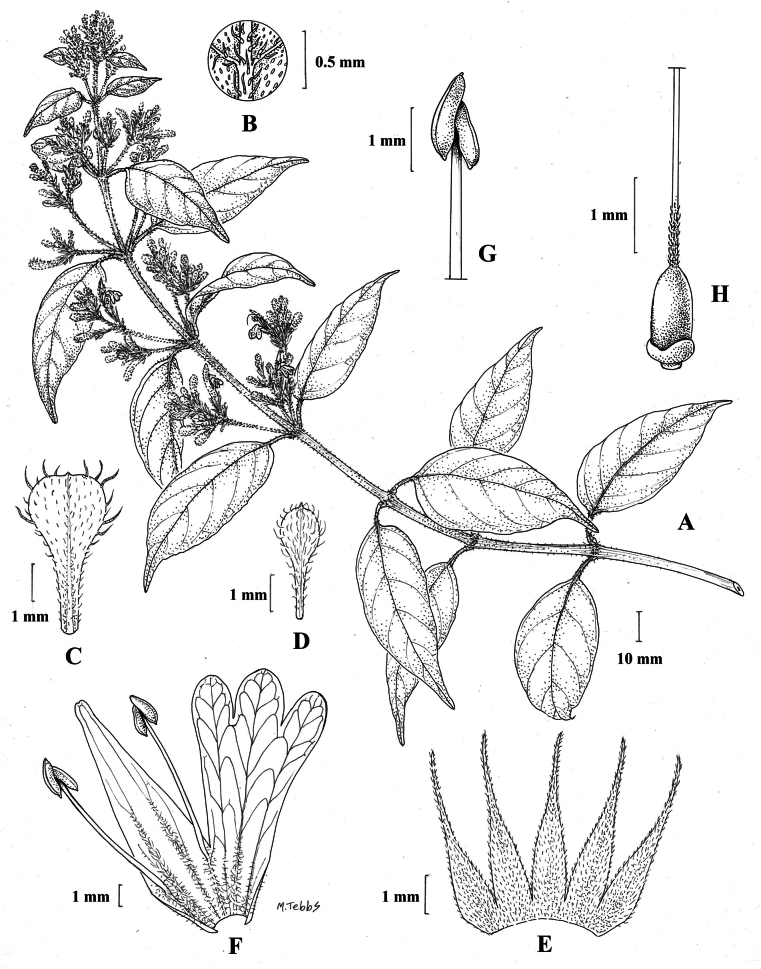 Figure 33