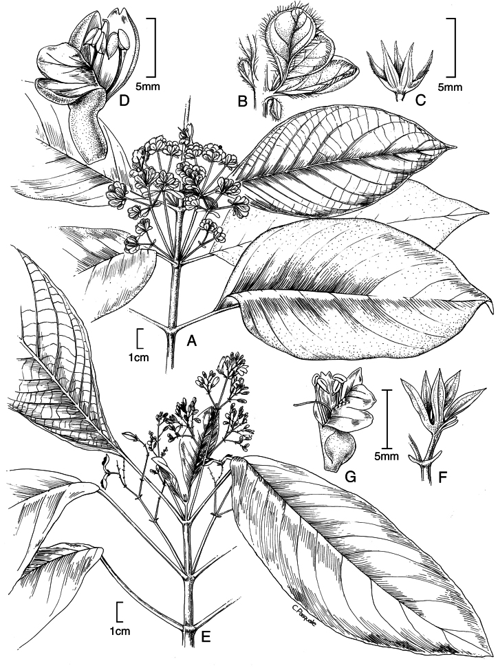 Figure 35