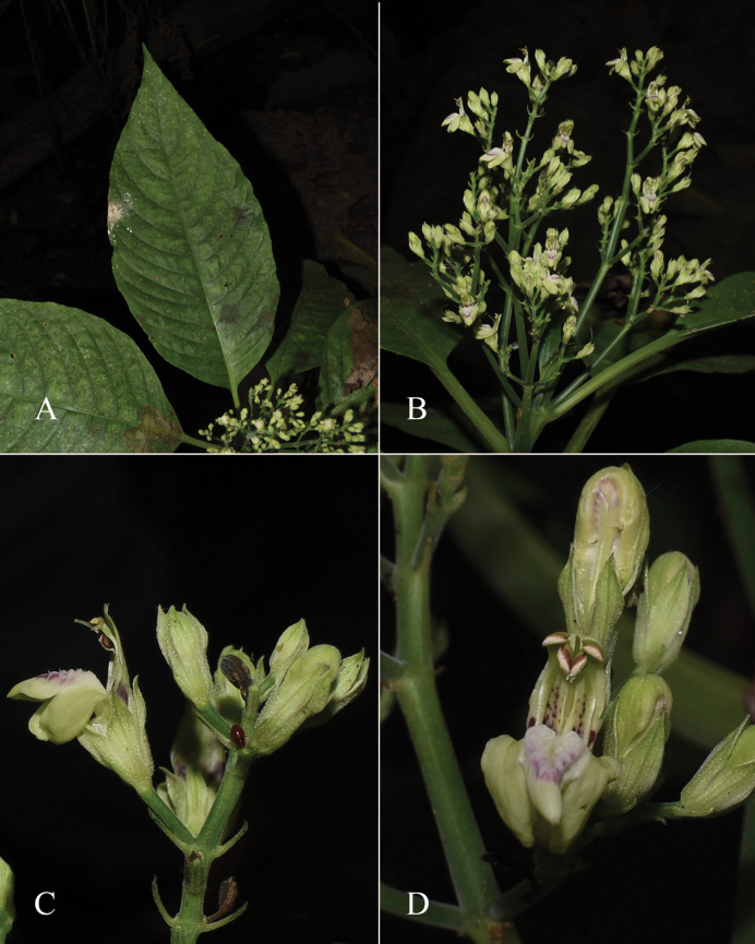 Figure 36