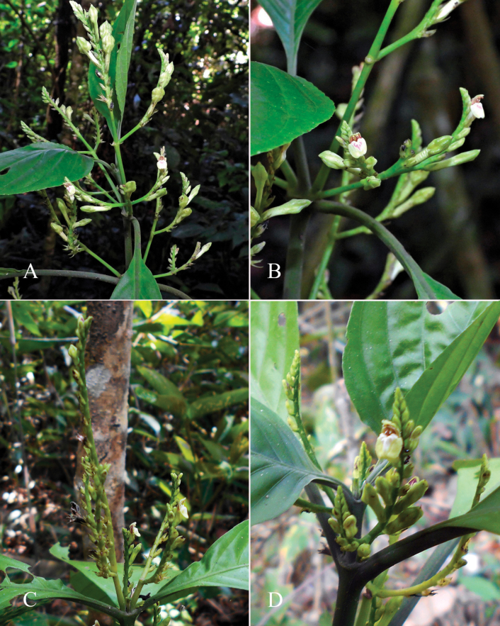 Figure 37