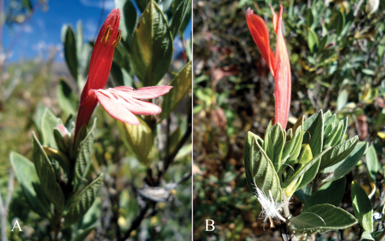 Figure 38