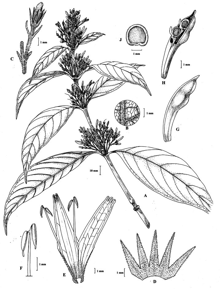 Figure 40