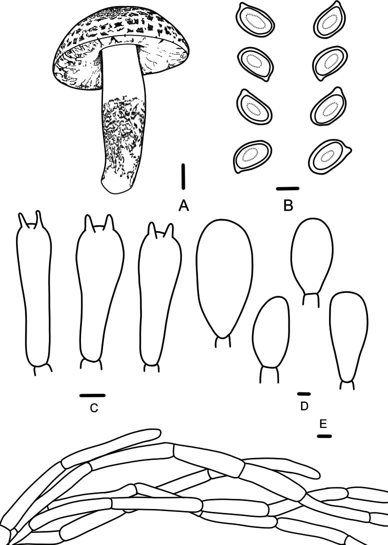 Figure 5
