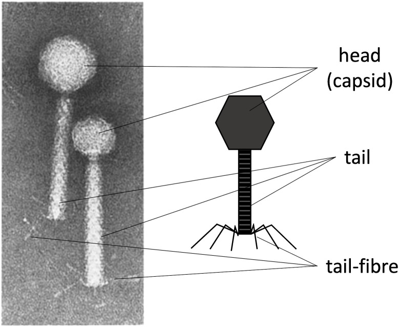 Figure 1