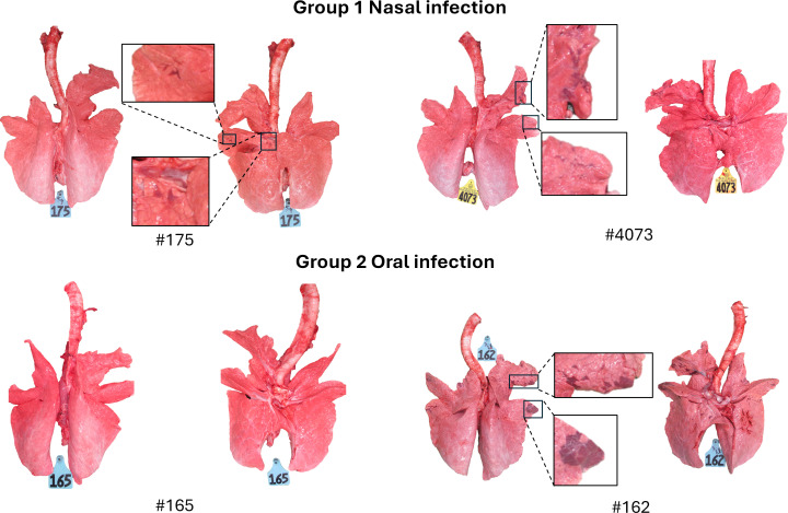 Fig 4