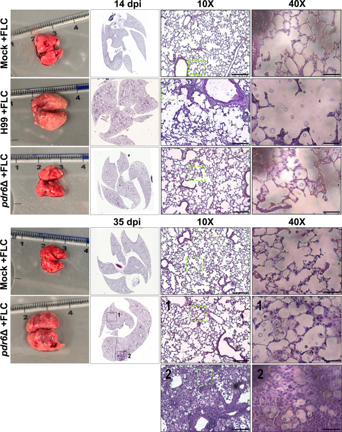 Fig 4
