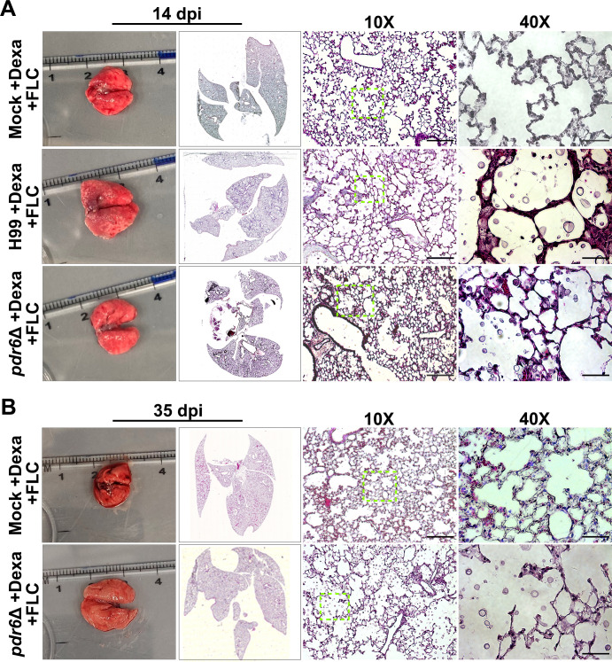 Fig 8