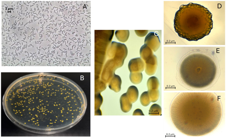 Figure 2