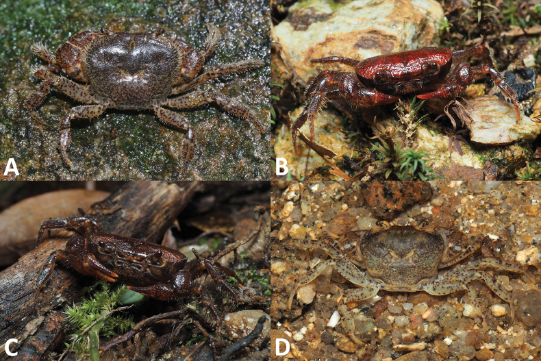 Figure 13