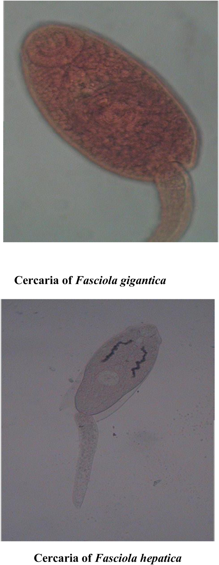 Fig 12