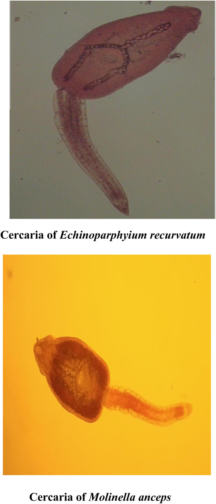 Fig 17