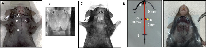 Fig 4