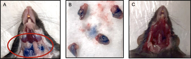 Fig 6