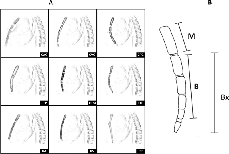 Fig. 3
