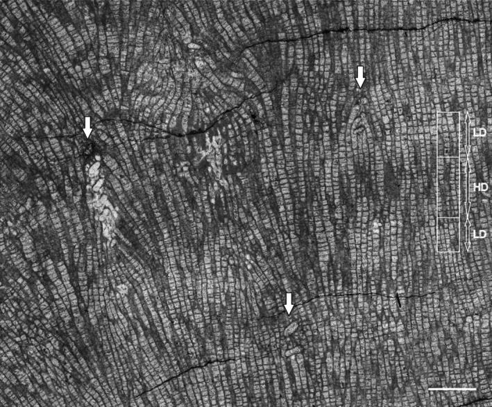 FIGURE 4