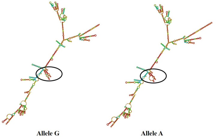 Fig 5
