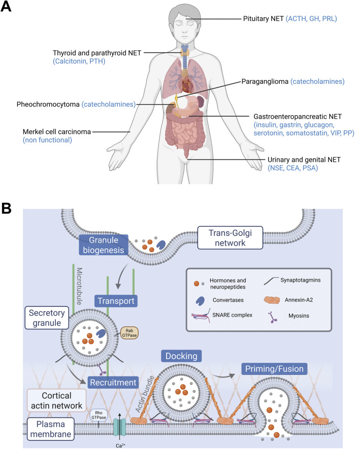 FIGURE 1