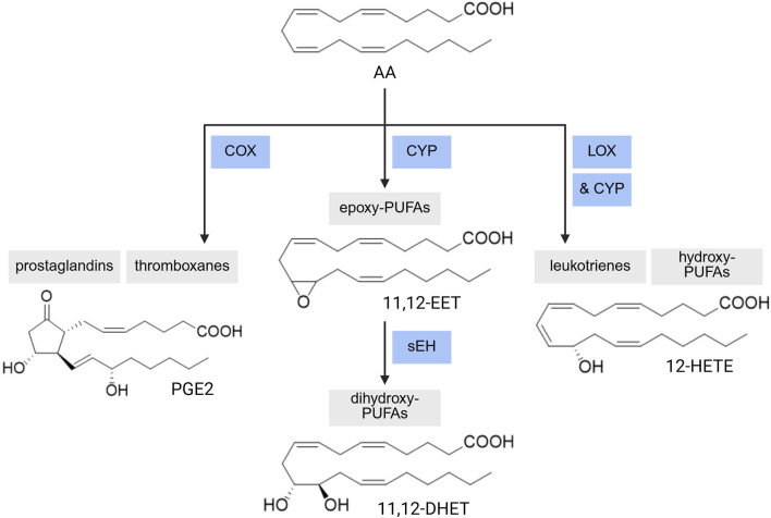 FIGURE 3