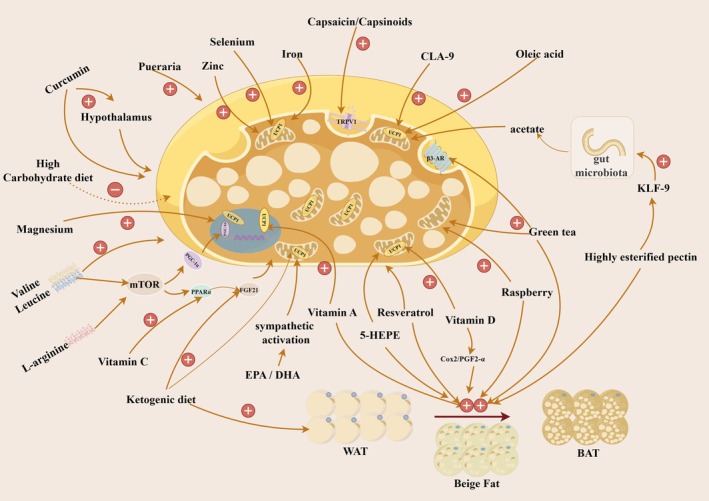 Figure 24