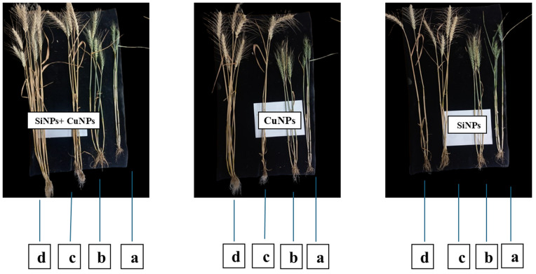 Fig 7