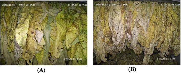 Figure 4