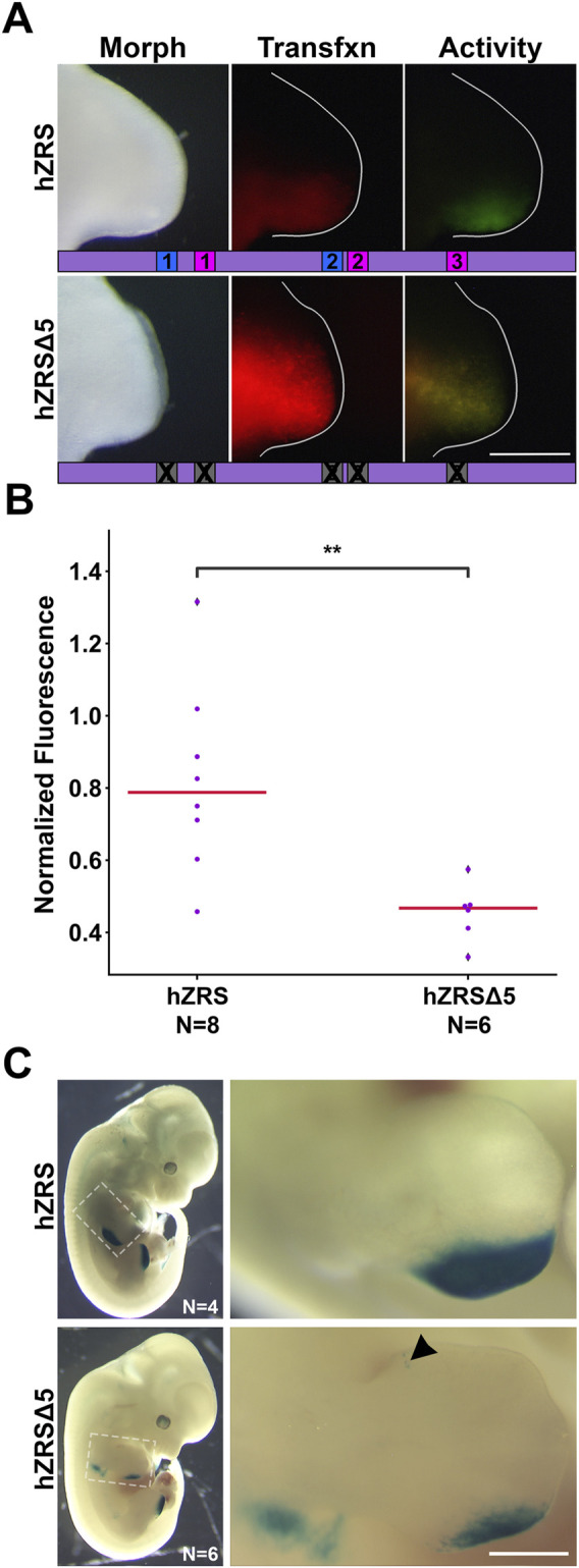 FIGURE 5