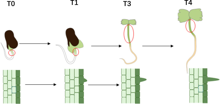 Figure 1