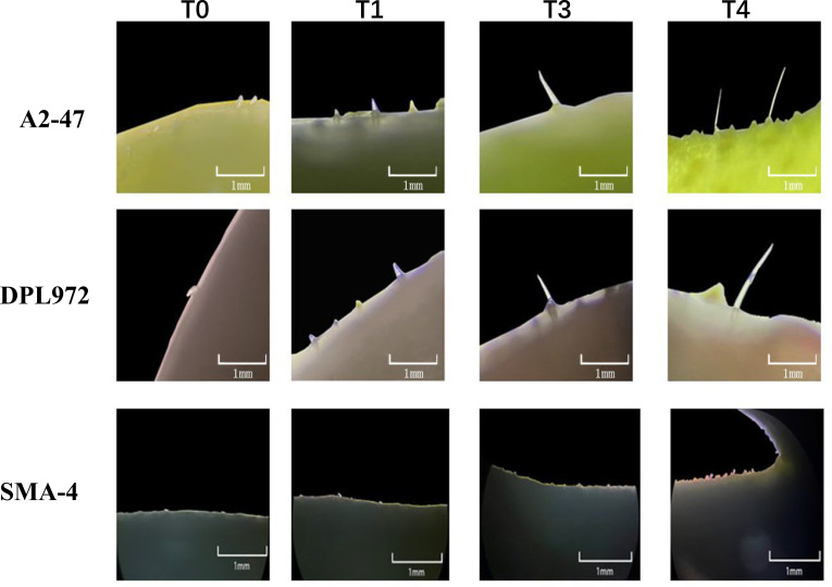 Figure 2