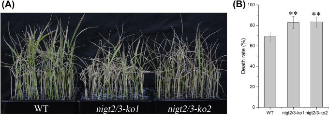 Figure 4