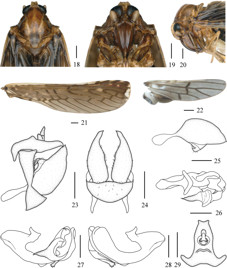 Figures 18–29