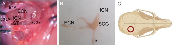 Figure 1
