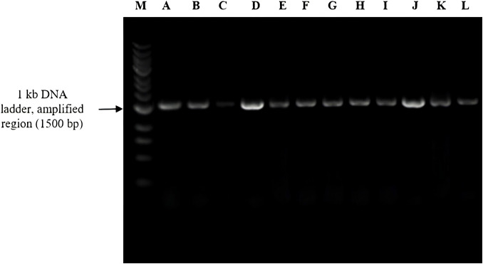 Figure 4