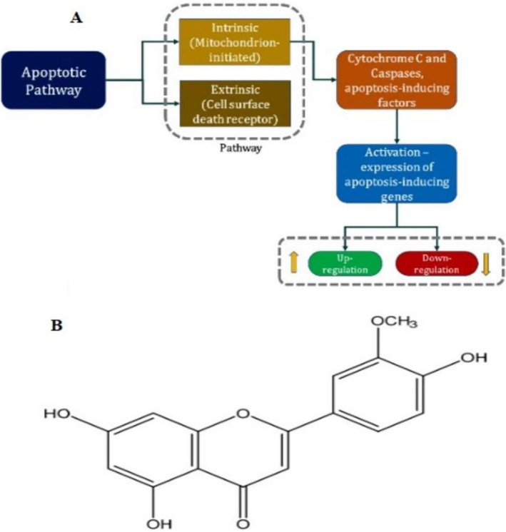 FIGURE 1