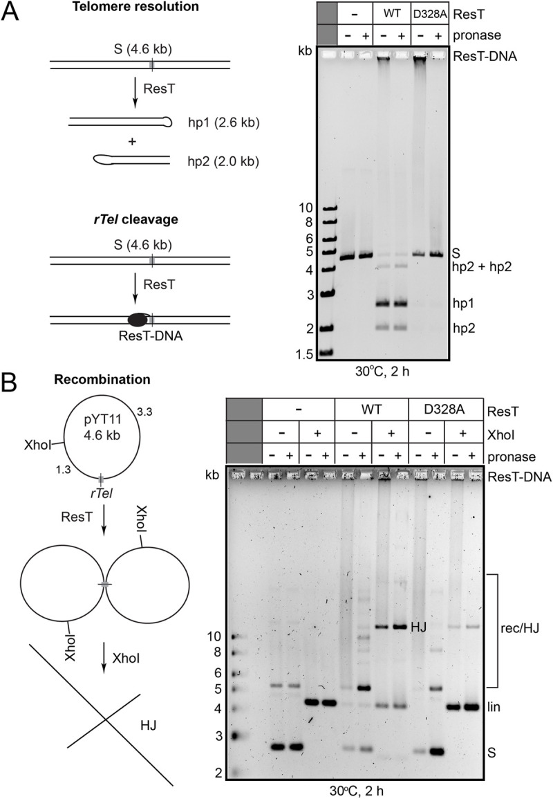 Fig 8