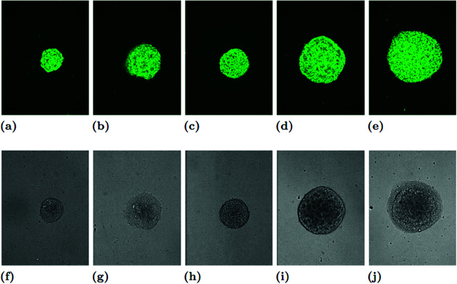 Fig 10