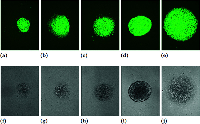 Fig 11